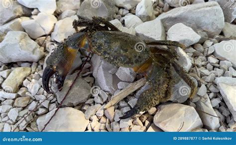  Armadillo Crab!  A Curious Crustacean That Crawls, Jumps and Clicks with Its Claws