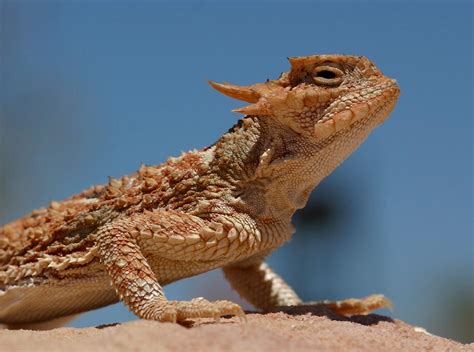  Dracaena: Un Lézard aux Yeux Perçants Qui Chasse avec Savoir-Faire dans les Déserts Aridés!