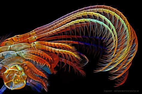  Isodictyopteris: Une créature à la fois microscopique et fascinante pour les amoureux de la flagellation!