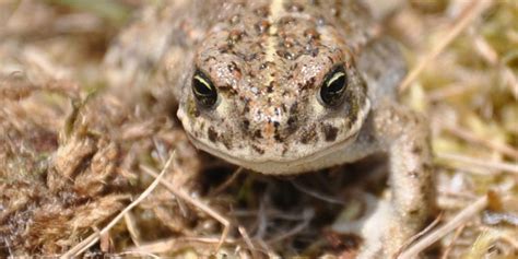 Natterjack Toad: Un Amphibien qui aime les mares temporaires et saute comme un fou!