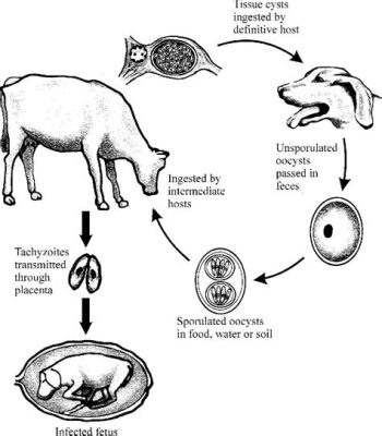  Neospora caninum: Le parasite qui aime les chiens et fait trémbler les vaches!