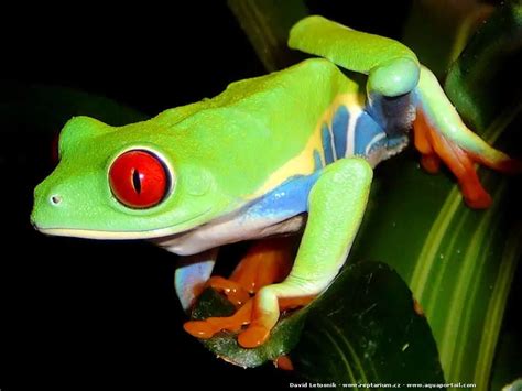  Rouge-Ventre: Un Amphibien aux Yeux Dorés Qui adore Seância en Souffle de Vent!