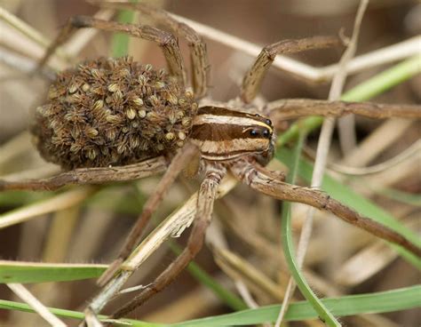  Wolf Spider: Unveiling the Secrets of a Nocturnal Hunter With Eight Legs!