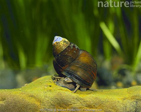  Yellowmargin Mudsnail! A Delightful Gastropod With a Fascinating Appetite for Decaying Matter