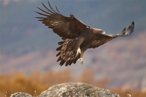  Aigle Royal! Un prédateur majestueux aux serres puissantes qui plane dans les airs avec une grâce incomparable.