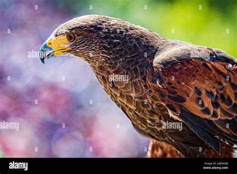  Aigle: Un Prédateur Céleste aux Griffes Aiguës et au Regard Perçant!