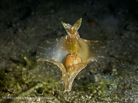  Aplysia: Un Mollusque à la Vie Sédentaire aux Curiosités Inattendues !