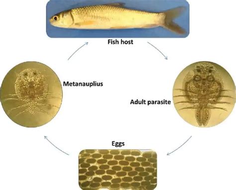  Aspidogastridae : Parasites De L'Intestin Des Poissons Avec Un Cycle De Vie Intrigant !