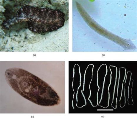  Atriocephalum! This Humble Free-Living Flatworm Thrives In Freshwater Environments While Navigating Its Way Through The Microbial World.