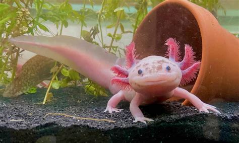  Axolotl: A Miniature Dragon Hiding in Freshwater Lakes!