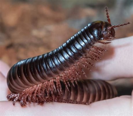  Brandti Millipede! Discover These Fascinating Creatures With Thousands of Legs