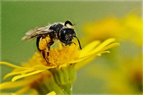  Bumblebee! Un Insect Pollinisateur Agile et Bourdonnant de Bonheur