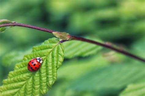  Coccinelle : Pourquoi ces petites bêtes à points rouges sont-elles les exterminatrices naturelles de votre jardin ?