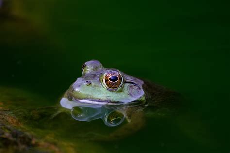 Crapaud: Une créature amphibie aux yeux exorbités qui aime se prélasser au soleil comme un félin nonchalant!