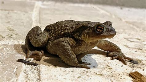   Crapaud: Cette Amphibien Apicole N'A Pas Peur de Votre Yeux!