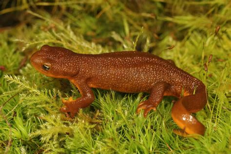  Crapaud : Découvrir l'amphibien à peau rugueuse qui chante la nuit !