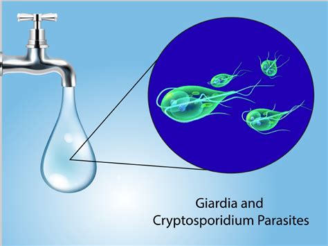  Cryptosporidium: Un parasite microscopique qui aime se cacher dans vos intestins !