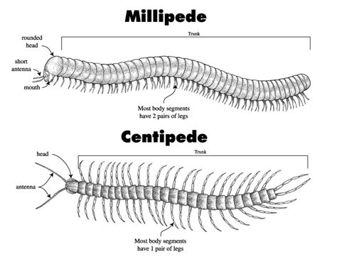  Diplopode: Un maître de la décomposition avec des pattes en abondance !