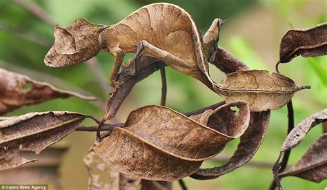  Discoglosse: Un maître du camouflage qui aime se cacher dans les feuilles mortes!