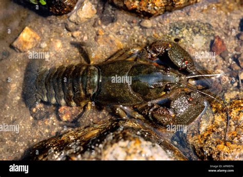  Écrevisse : Découvrez un crustacé fascinant qui combine élégance aquatique et robustesse insoupçonnée !