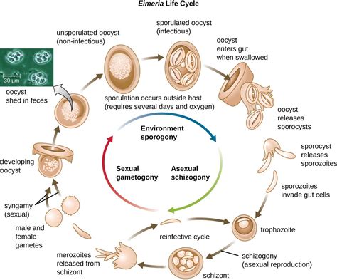  Eimeria: Un parasite microscopique aux multiples facettes, capable de déclencher des diarrhées chez les animaux!