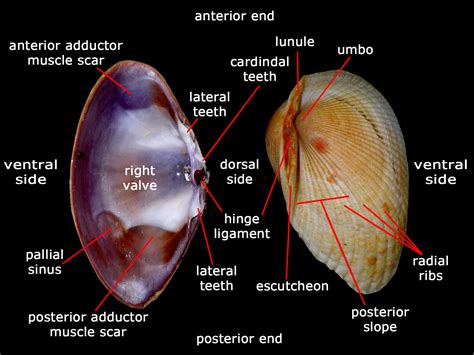 Éléphant de mer ! Ces mollusques marins fascinants ont une coquille externe qui ressemble à celle d'un véritable éléphant