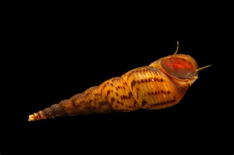  Elimia! Une escargot aquatique aux couleurs vives et à la vie fascinante