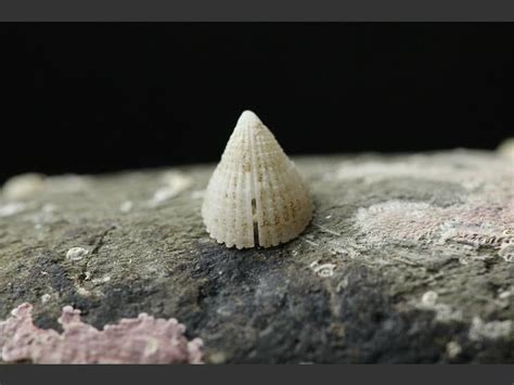  Emarginula: Un escargot marin minuscule qui se transforme en géant nocturne!