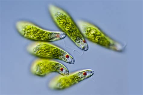  Euglena: Un Unicellular Qui Remue Le Monde Microbiologique Avec Sa Mobilité Indépendante Et Ses Capacités Photosynthétiques!