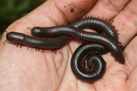  Eumorpha! Un voyage fascinant au cœur du monde des mille-pattes à tentacules uniques