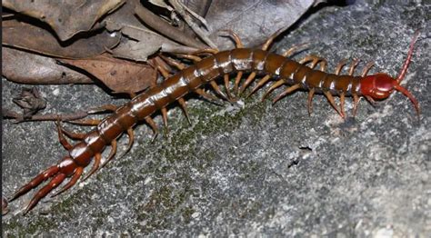  Euryurus ! Découvre cette Créature aux Jambes Multiples qui Se Faufille à Través des Feuilles en Décomposition