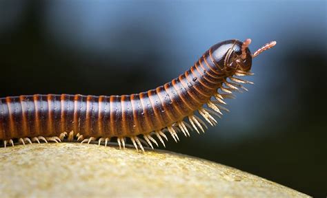  Euryurus! Un Diplopode aux Antennes Exceptionnelles qui adore Déambuler dans la Forêt Pluviale