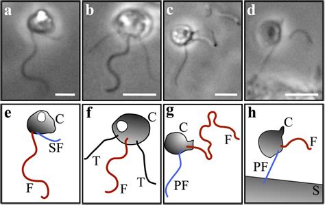  Filamentous Flagellates: Unearthing the Mysteries of these Single-Celled Wonders!