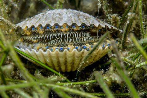  Filet : Un Bivalve qui Dépasse les Limites du Goût et Plonge dans un Monde de Filtration Miracleuse !