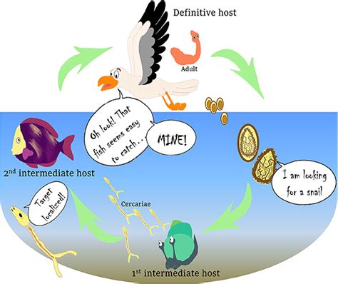  Fontainella! Une exploration fascinante du cycle de vie complexe de ce parasite marin