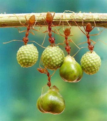  Fourmis! Les petites ouvrières qui construisent des empires souterrains incroyables