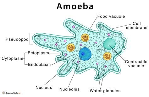  Hartmannella!  Une amibe microscopique qui se nourrit de bactéries et crée des structures complexes pour survivre.