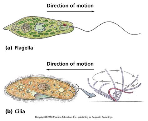  Heterotrichous Ciliates: Masters of Both Ciliary Locomotion and Sessile Existence!