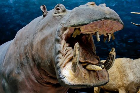  Hippopotames: Des géants aquatiques aux dents terrifiantes!