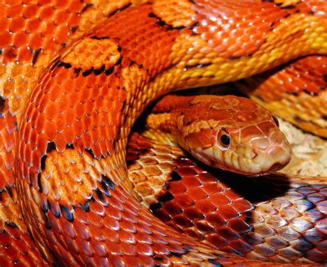  Hognose Snake: A Curious Reptile That Acts Like a Cobra (But Isn't!)