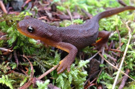  Holachrus: Découvrez cet Amphibien à la peau rugueuse qui aime l'ombre fraîche !