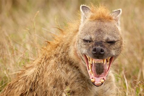  Hyène ! L'animal le plus intrigant du monde animal avec un rire qui résonne dans la nuit