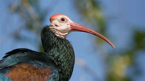  Ibis: Ces oiseaux à bec courbé possèdent une grâce étonnante en vol plané et un caractère vif et curieux !