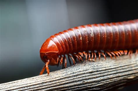  Julida! Un Diplopode Époustouflant aux Mille Jambes qui Fascine les Entomologistes