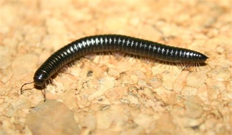  Julida! Découvrir un Myriapode aux Mille Jambes en Équilibre Précaire