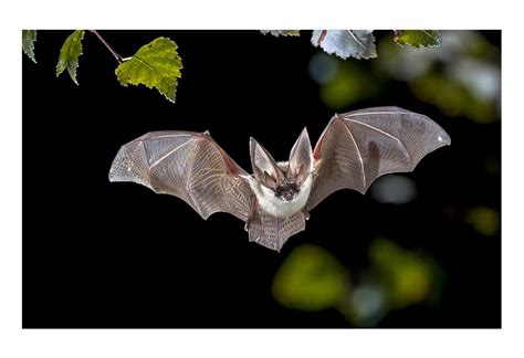  Julidae! Une Myriade de Pattes et un Voyageur Nocturne Intrigant