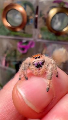  Jumping Spiders: Those Tiny Acrobats with Eight Legs and Hearts Full of Curiosity!