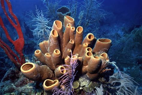  Kirkpatrickia! Une Éponge aux Couleurs Vibrantes et à la Forme Fascinante en Mer Profonde