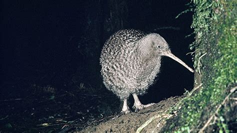  Kiwi! Découverte d’un Oiseau Nocturne aux Étonnantes Caractéristiques de Vol Incapable