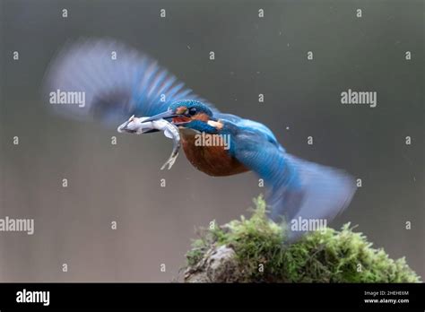  Le Kingfisher ! Un oiseau aux ailes vibrantes qui plonge avec grâce dans les eaux claires